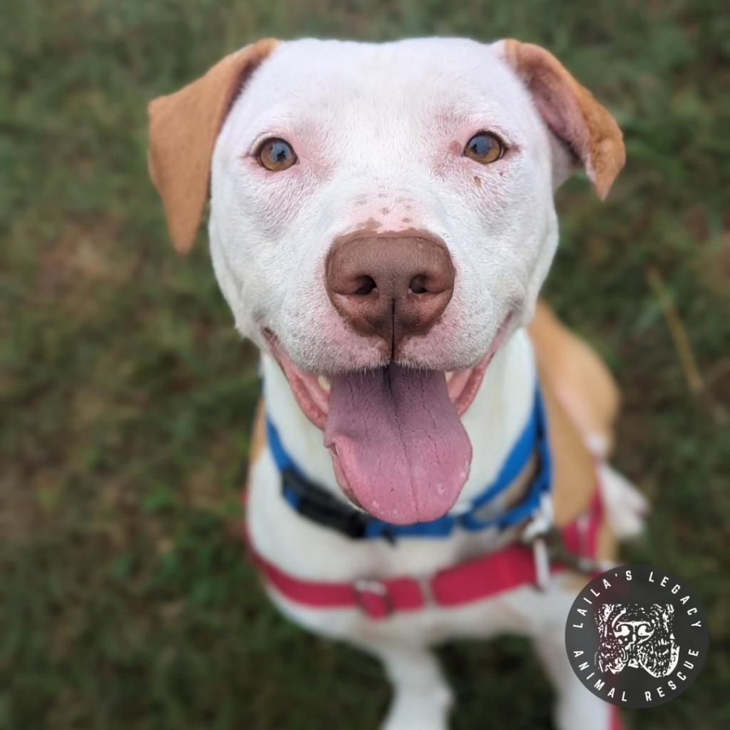 Enlarge Abe, a Adoptable mixed breed in Washington, DC image 4/6