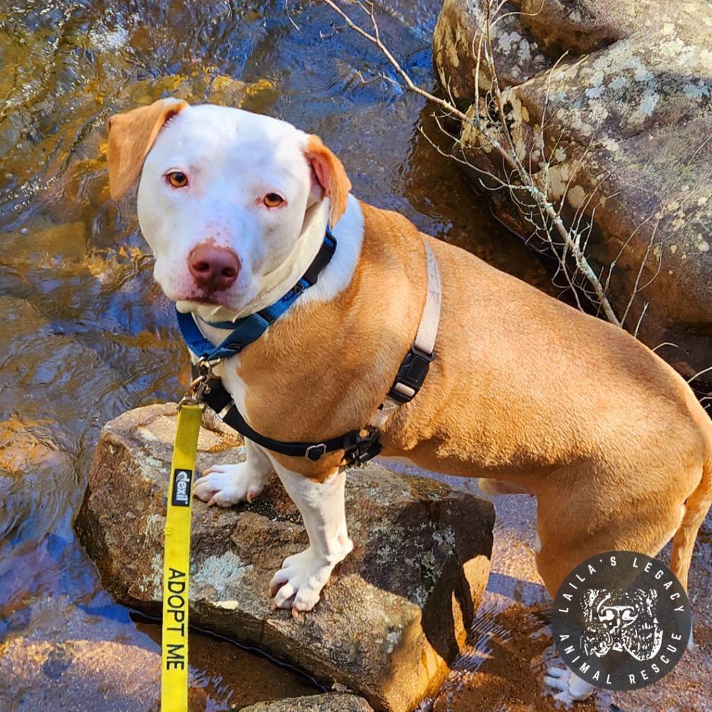 Enlarge Abe, a Adoptable mixed breed in Washington, DC image 5/6