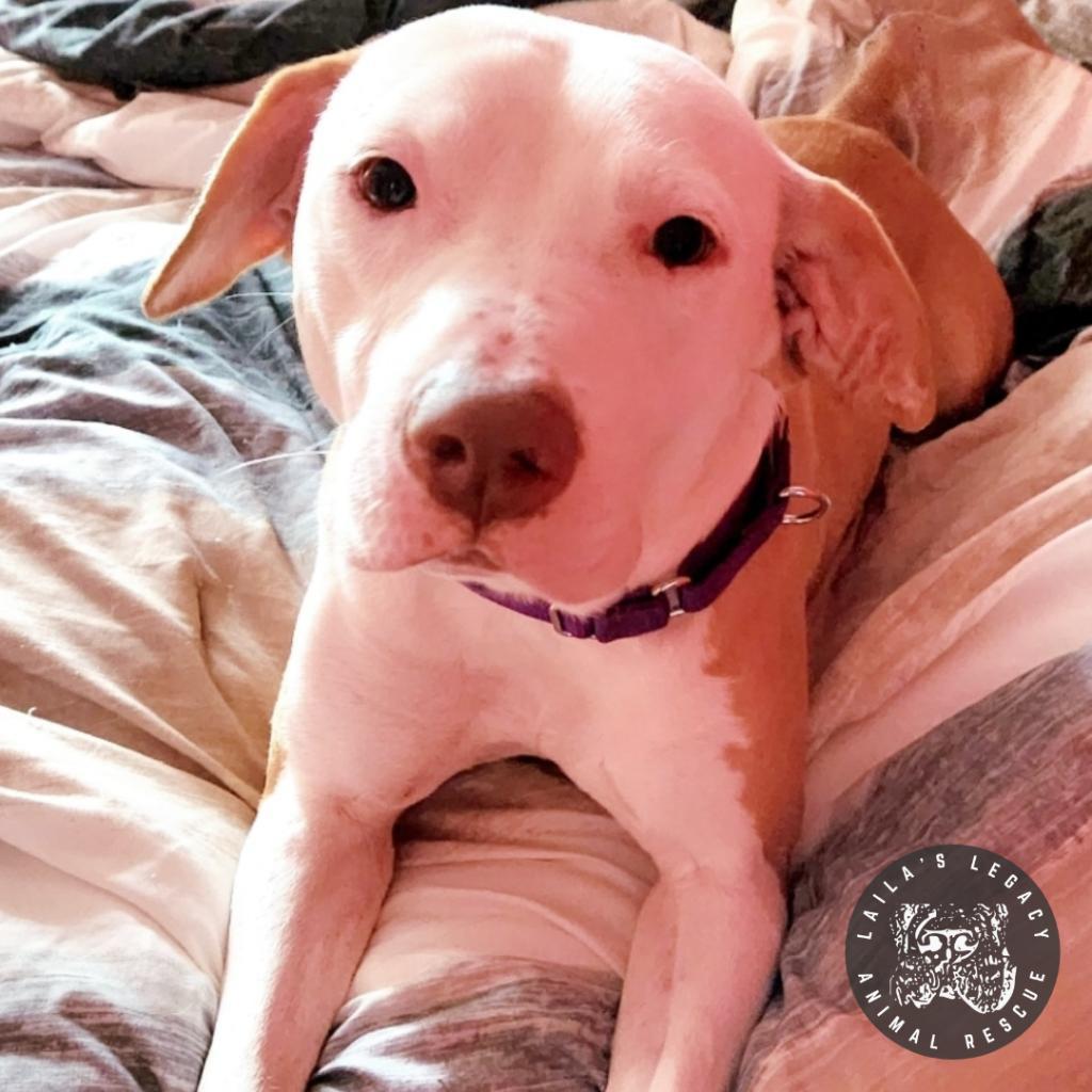 Enlarge Abe, a Adoptable mixed breed in Washington, DC image 6/6