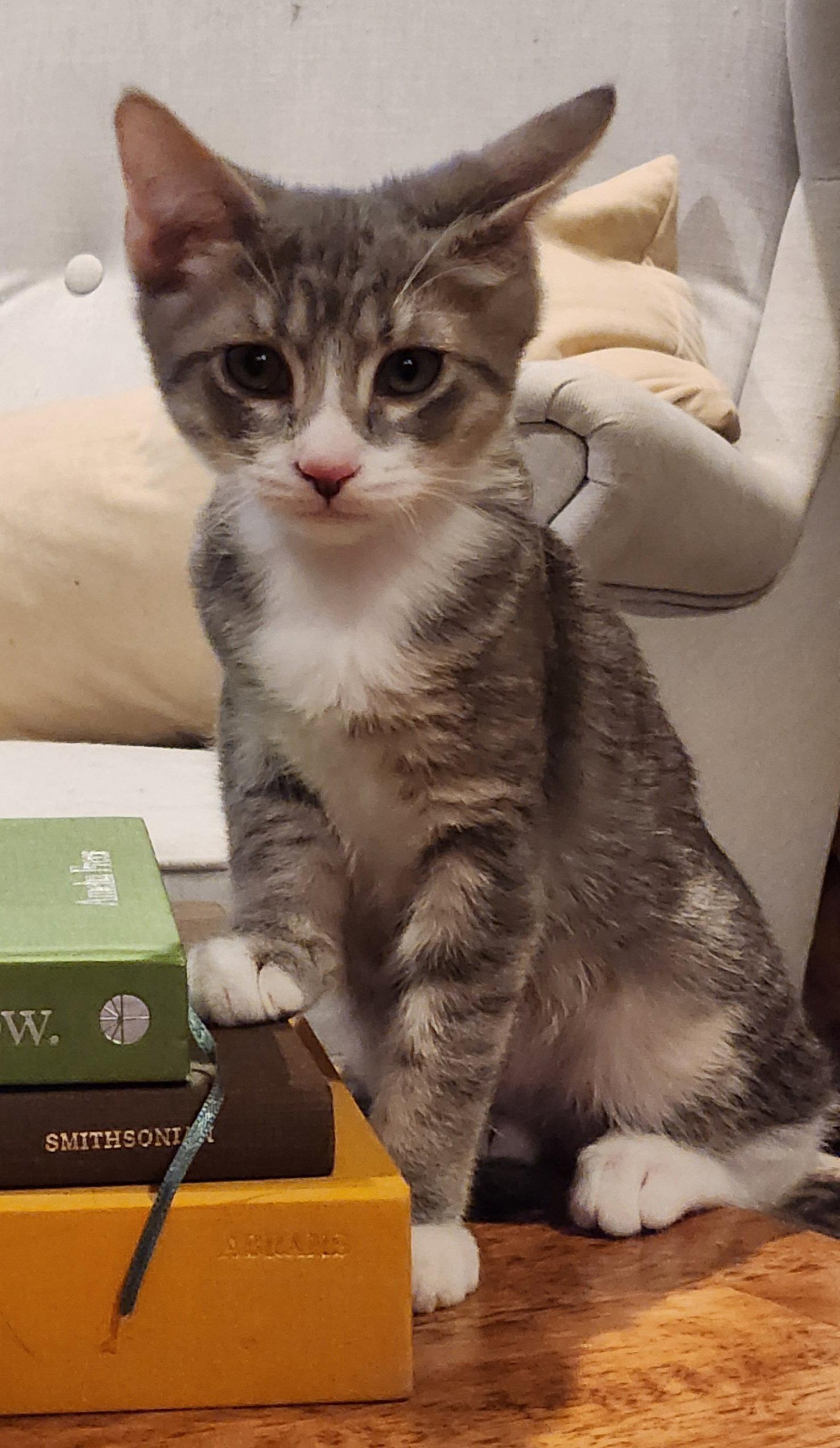 Shasta, Adoptable, Kitten Male Domestic Short Hair.