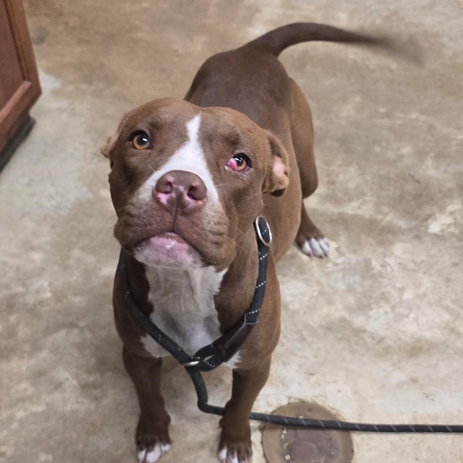 Enlarge Amber - 112402T, a Adoptable mixed breed in Tupelo, MS image 2/2