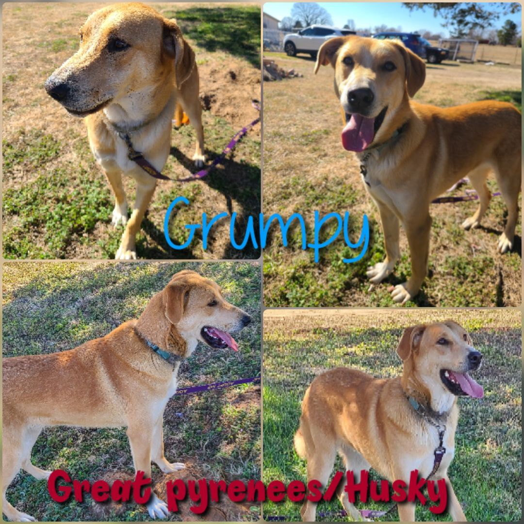 Enlarge Grumpy, a Adoptable mixed breed in Ashdown, AR image 1/1