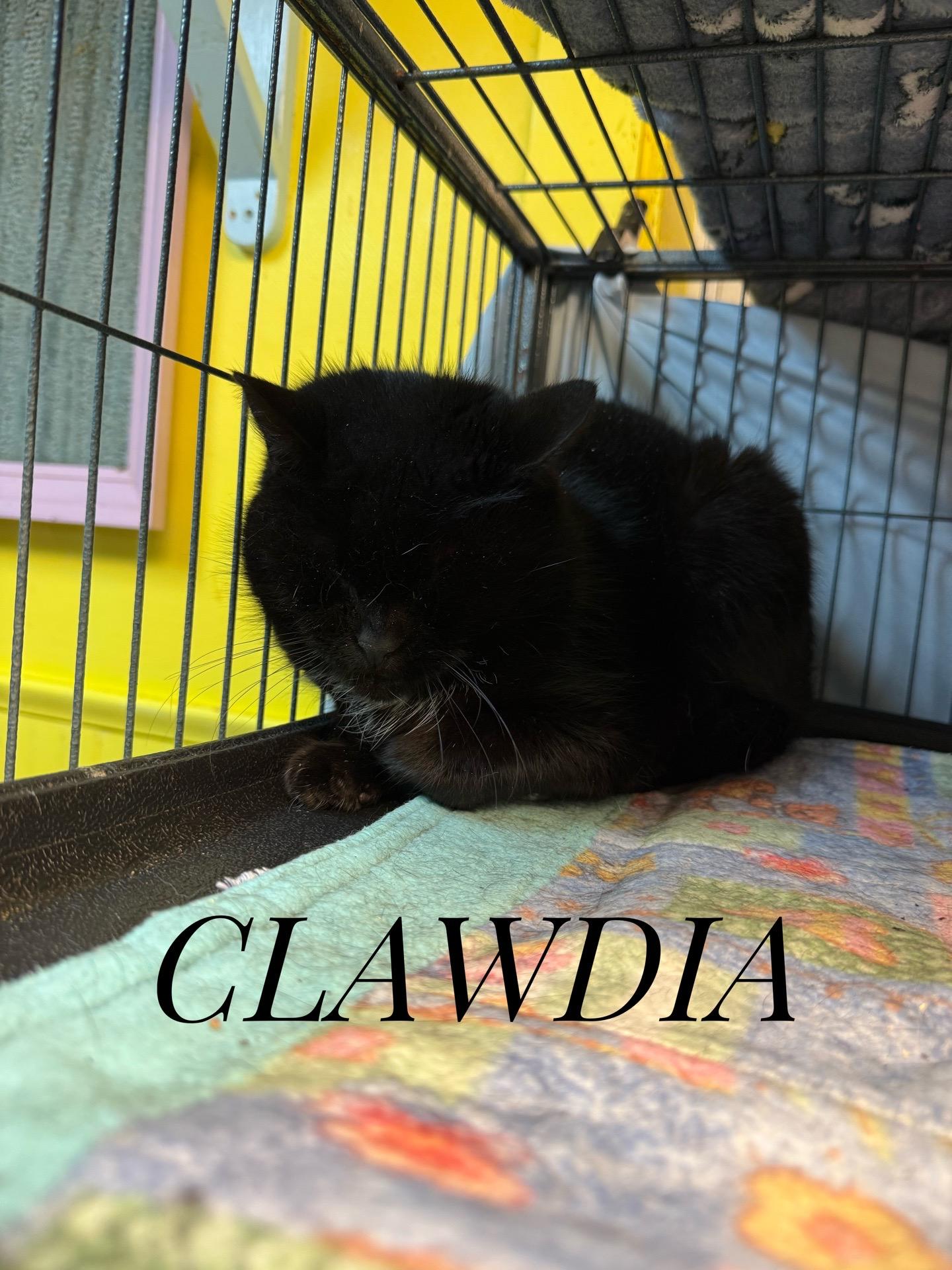 Enlarge Clawdia, a Adoptable Domestic Medium Hair in DeWitt, NY image 2/2