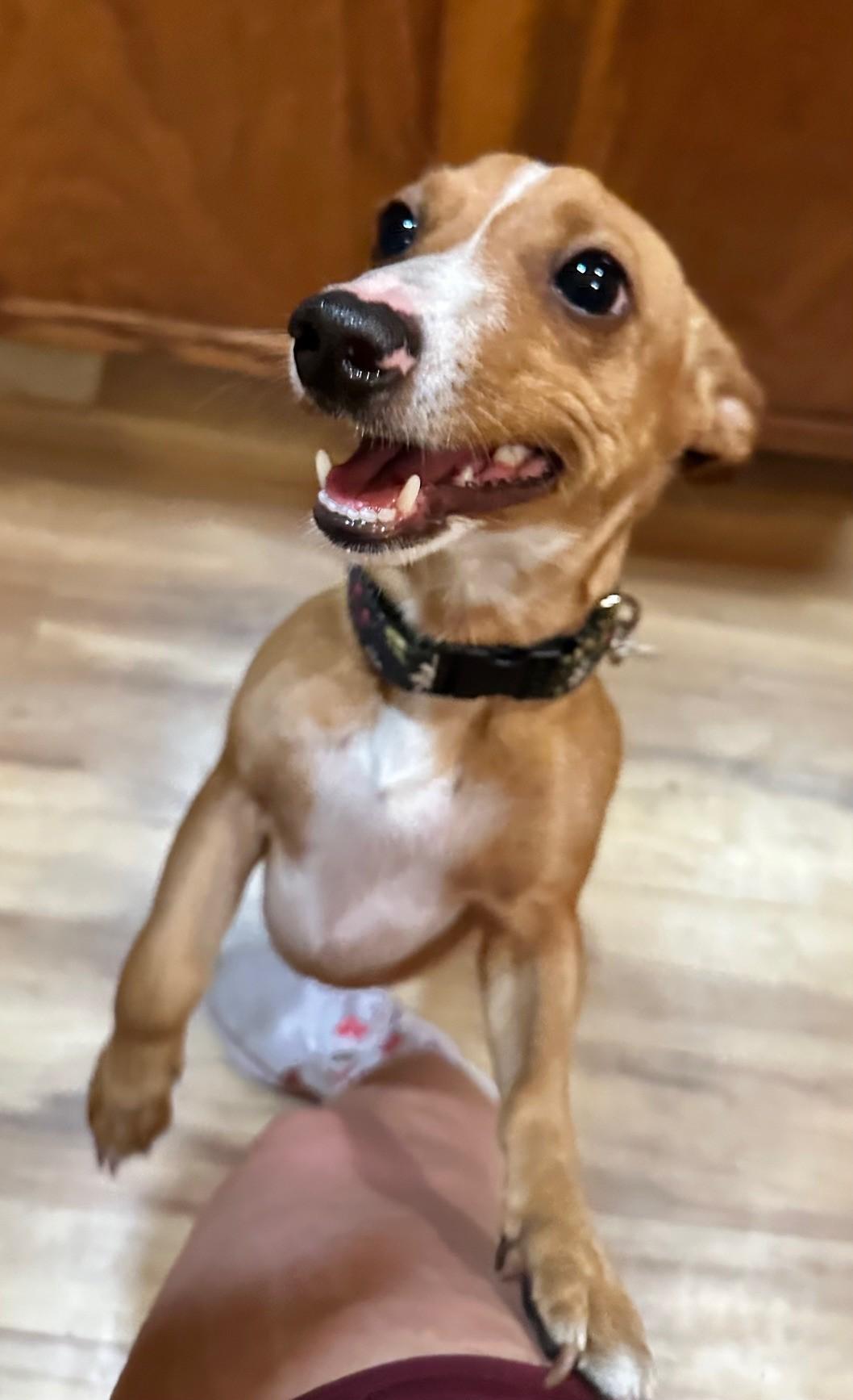 Enlarge Hunter, a ADOPTABLE mixed breed in Palm Harbor, FL image 1/4