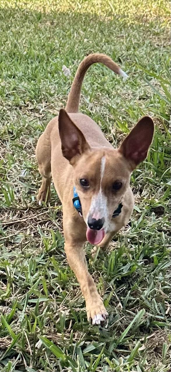 Enlarge Hunter, a ADOPTABLE mixed breed in Palm Harbor, FL image 3/4