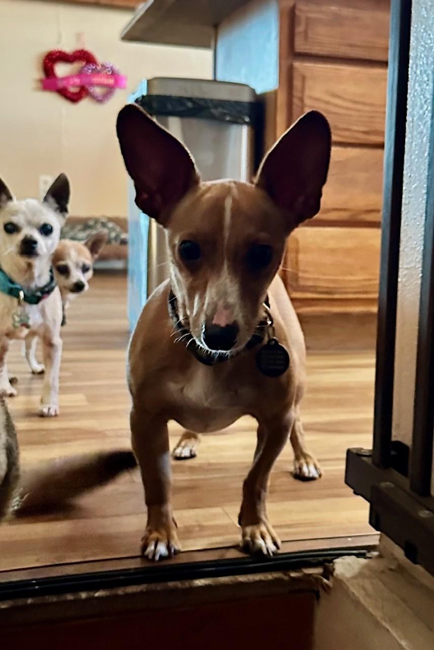 Enlarge Hunter, a ADOPTABLE mixed breed in Palm Harbor, FL image 4/4