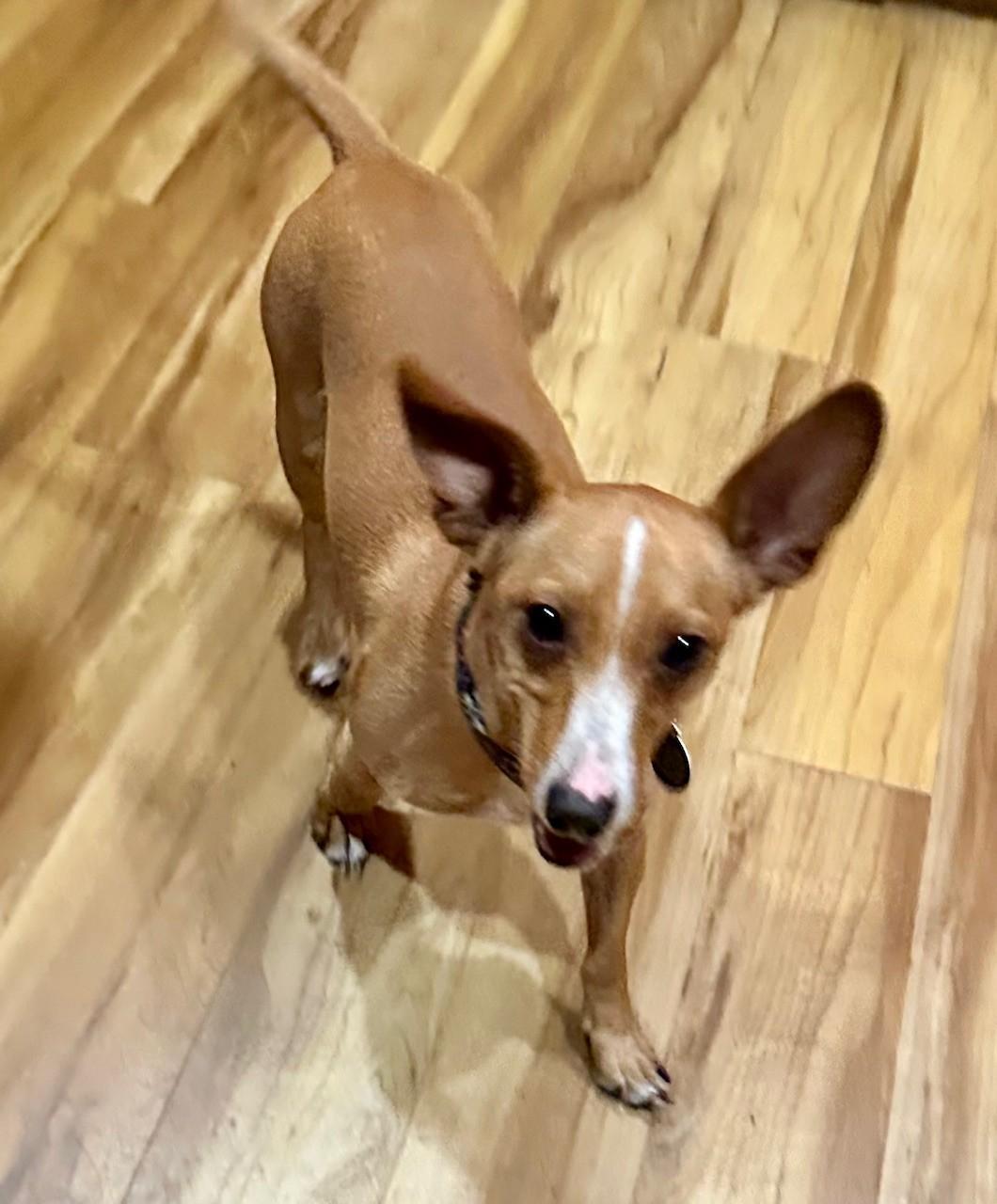 Enlarge Hunter, a ADOPTABLE mixed breed in Palm Harbor, FL image 2/4