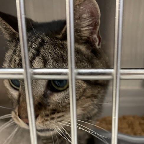 Romey, Adoptable, Senior Female Domestic Short Hair.