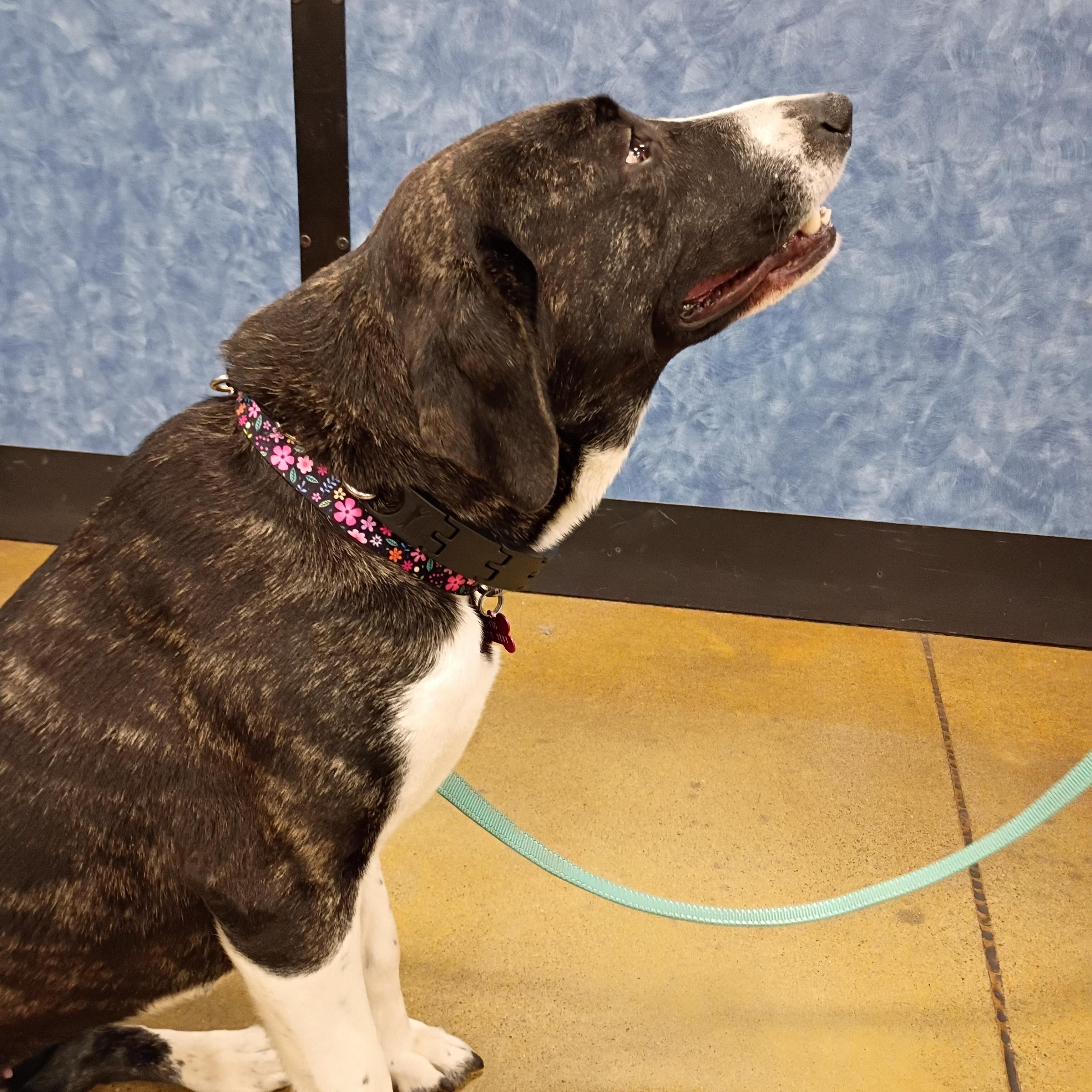 Enlarge Gracie, an adopted mixed breed in Tulsa, OK image 3/3