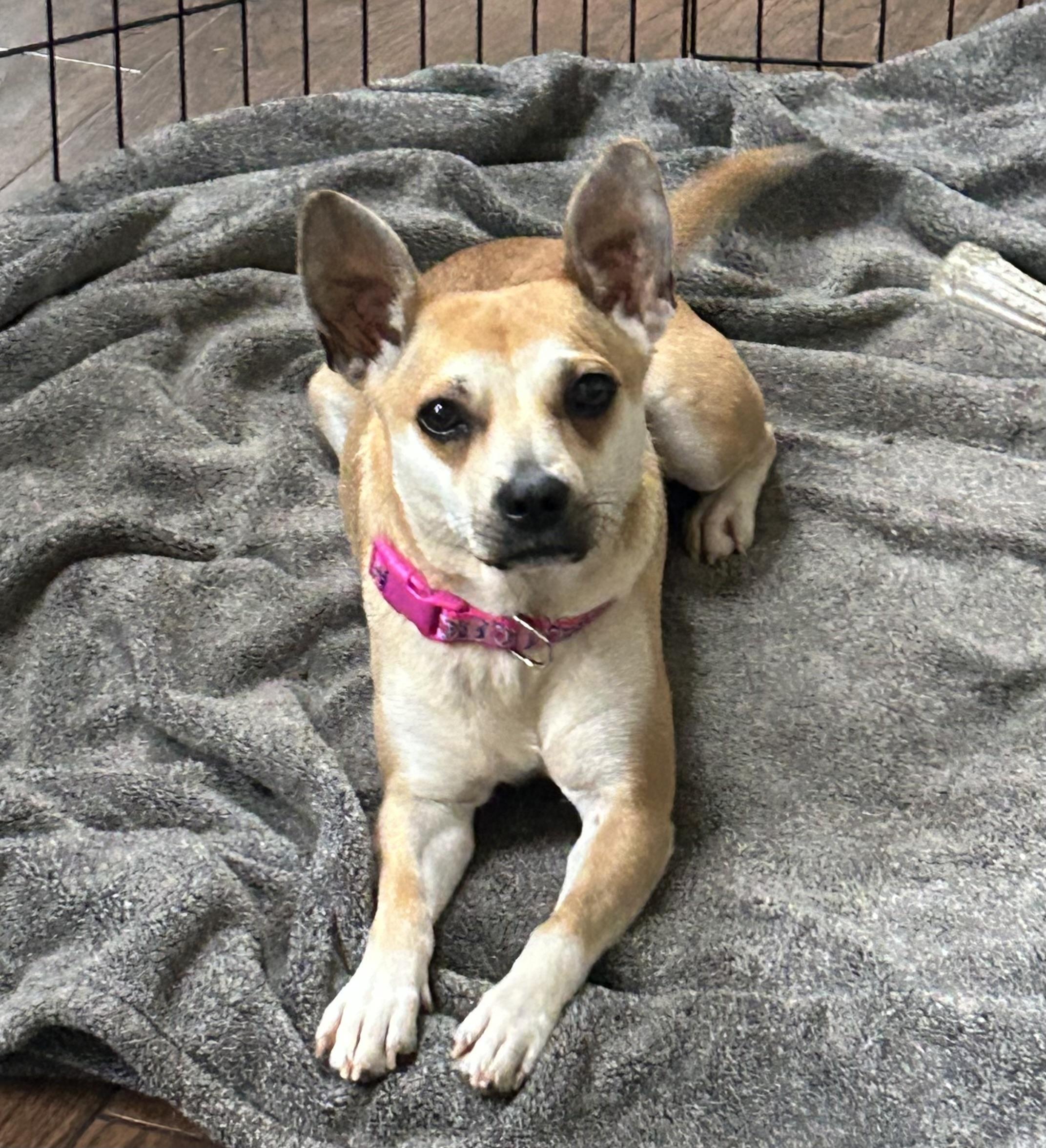 Effy, Adoptable, Adult Female Chihuahua.