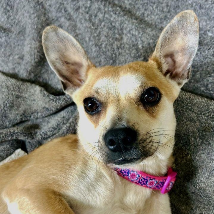 Effy, Adult Female Chihuahua