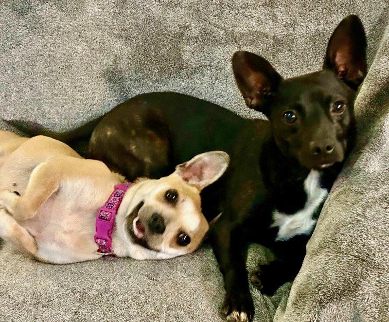 Effy, a Adoptable mixed breed in Roswell, GA image 5/6