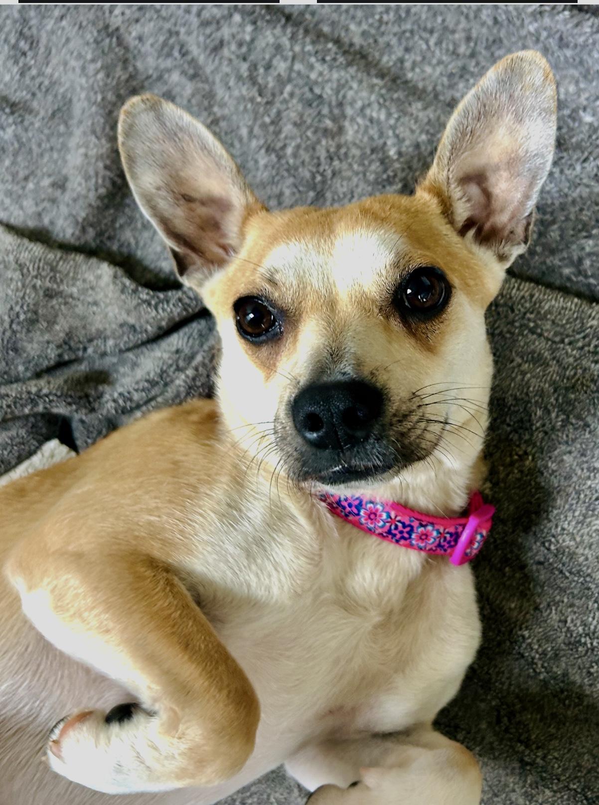 Effy, Adoptable, Adult Female Chihuahua.