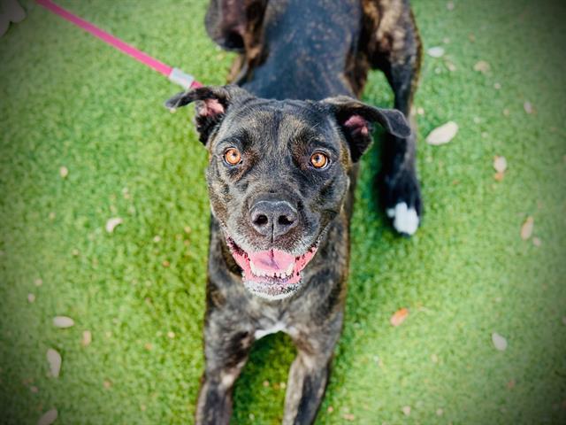 Enlarge JACOBA, a Adoptable Cane Corso in Orlando, FL image 1/2