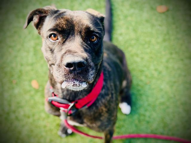 JACOBA, Adoptable, Adult Female Cane Corso.