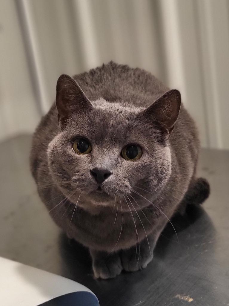 Arya, Adoptable, Senior Female Domestic Short Hair.