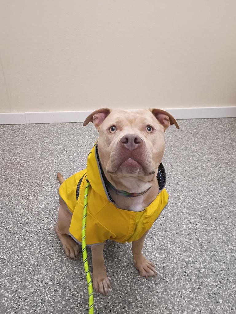 Duchess, Adoptable, Young Female Pit Bull Terrier.