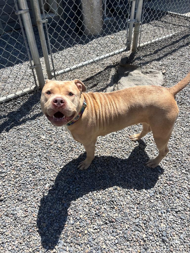 Duchess, a Adoptable Pit Bull Terrier in Liverpool, NY image 2/4