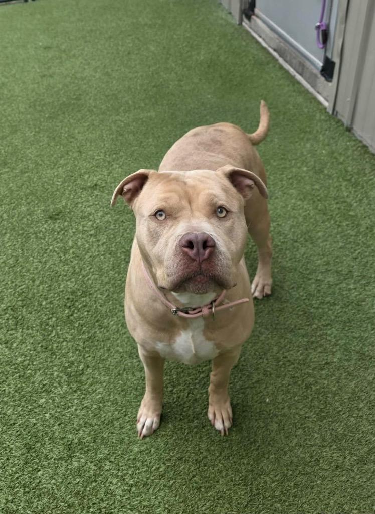 Duchess, a Adoptable Pit Bull Terrier in Liverpool, NY image 3/4