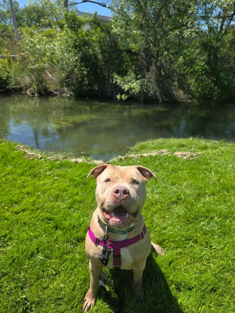 Duchess, a Adoptable Pit Bull Terrier in Liverpool, NY image 4/4