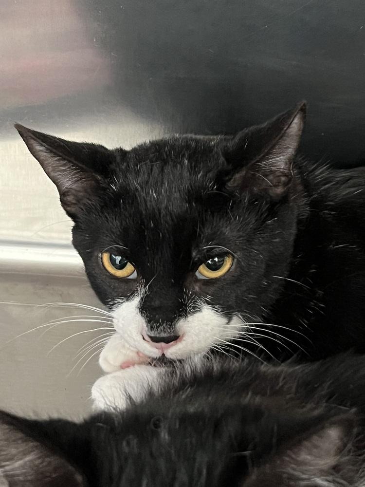 Lassiter, Adoptable, Young Male Domestic Short Hair.