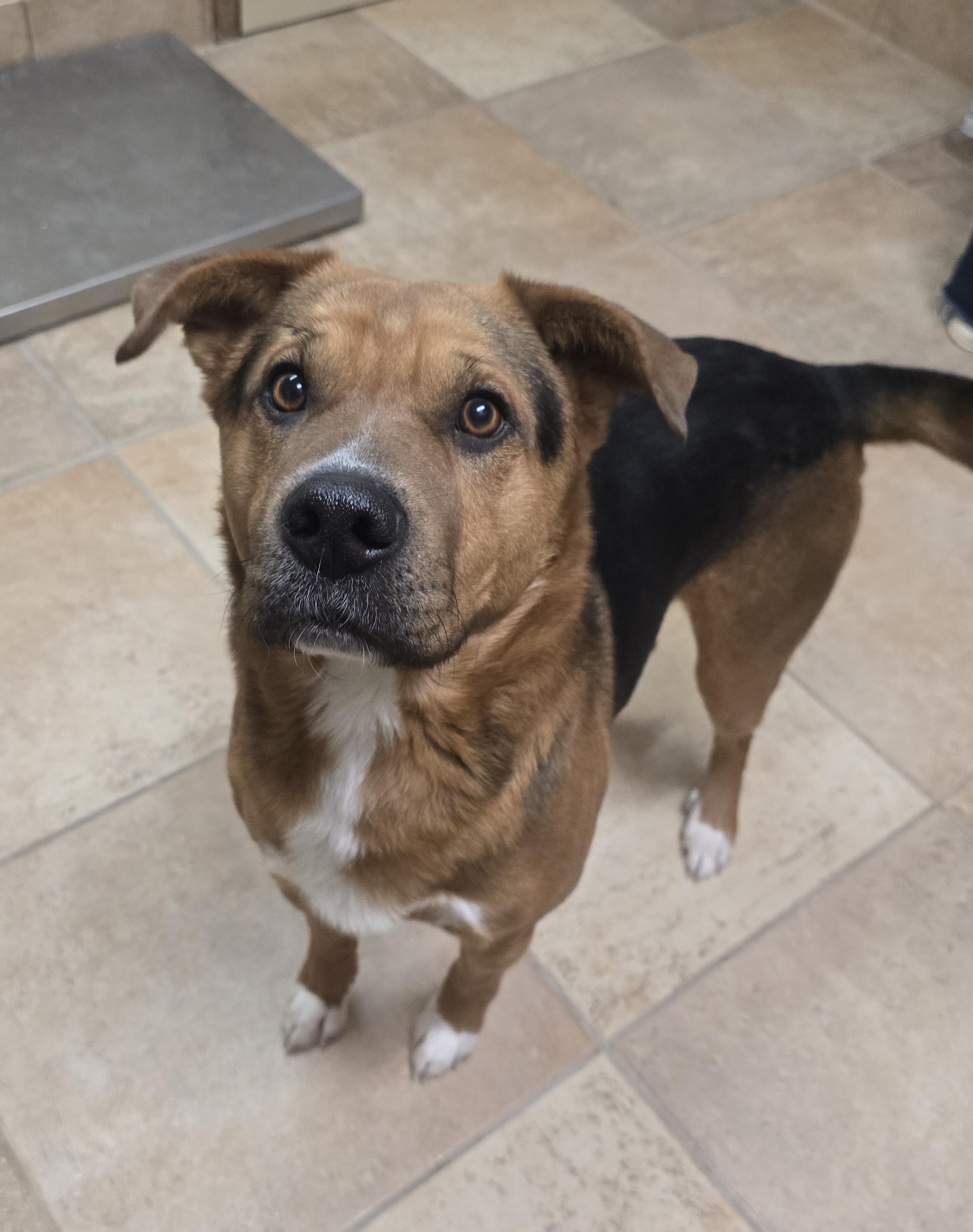 Zepplin, adoptable, Adult Male Shepherd & Chow Chow.