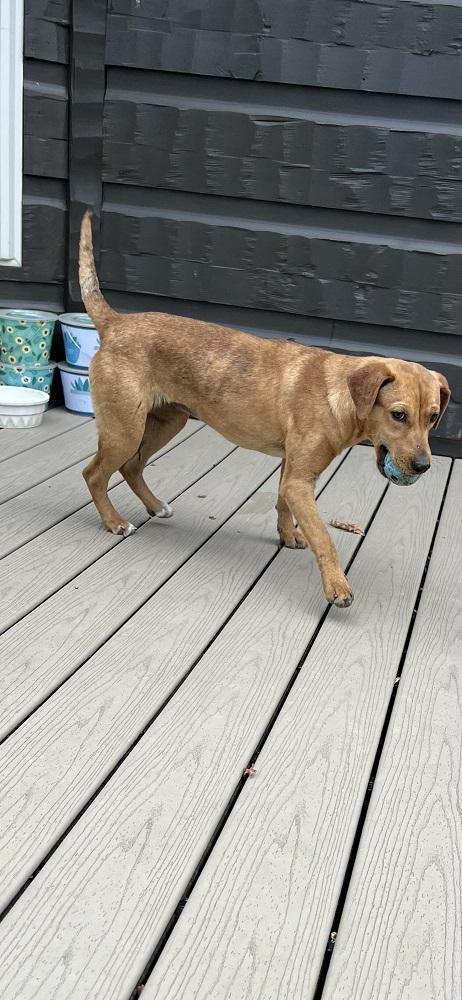 Enlarge Daisy..........FEE SPONSORED, a Adoptable mixed breed in Cookeville, TN image 2/4