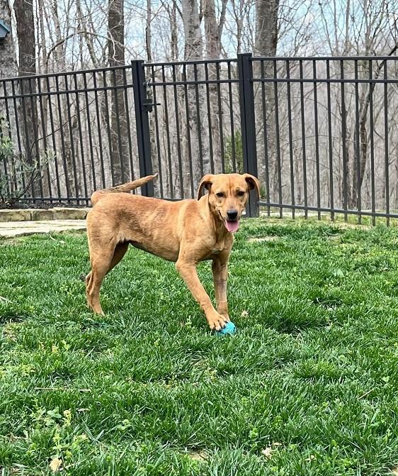 Enlarge Daisy..........FEE SPONSORED, a Adoptable mixed breed in Cookeville, TN image 1/4