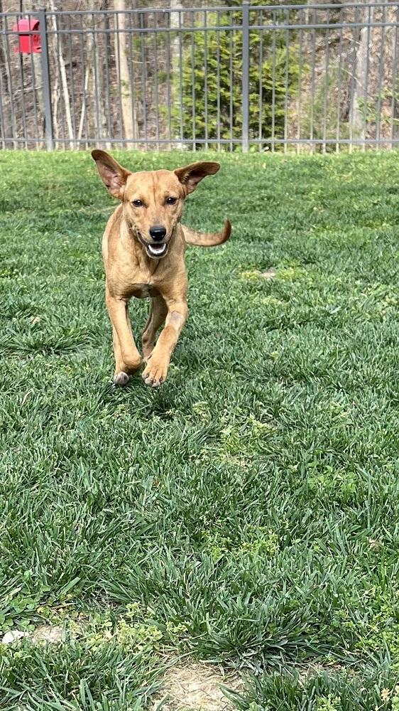Enlarge Daisy..........FEE SPONSORED, a Adoptable mixed breed in Cookeville, TN image 3/4