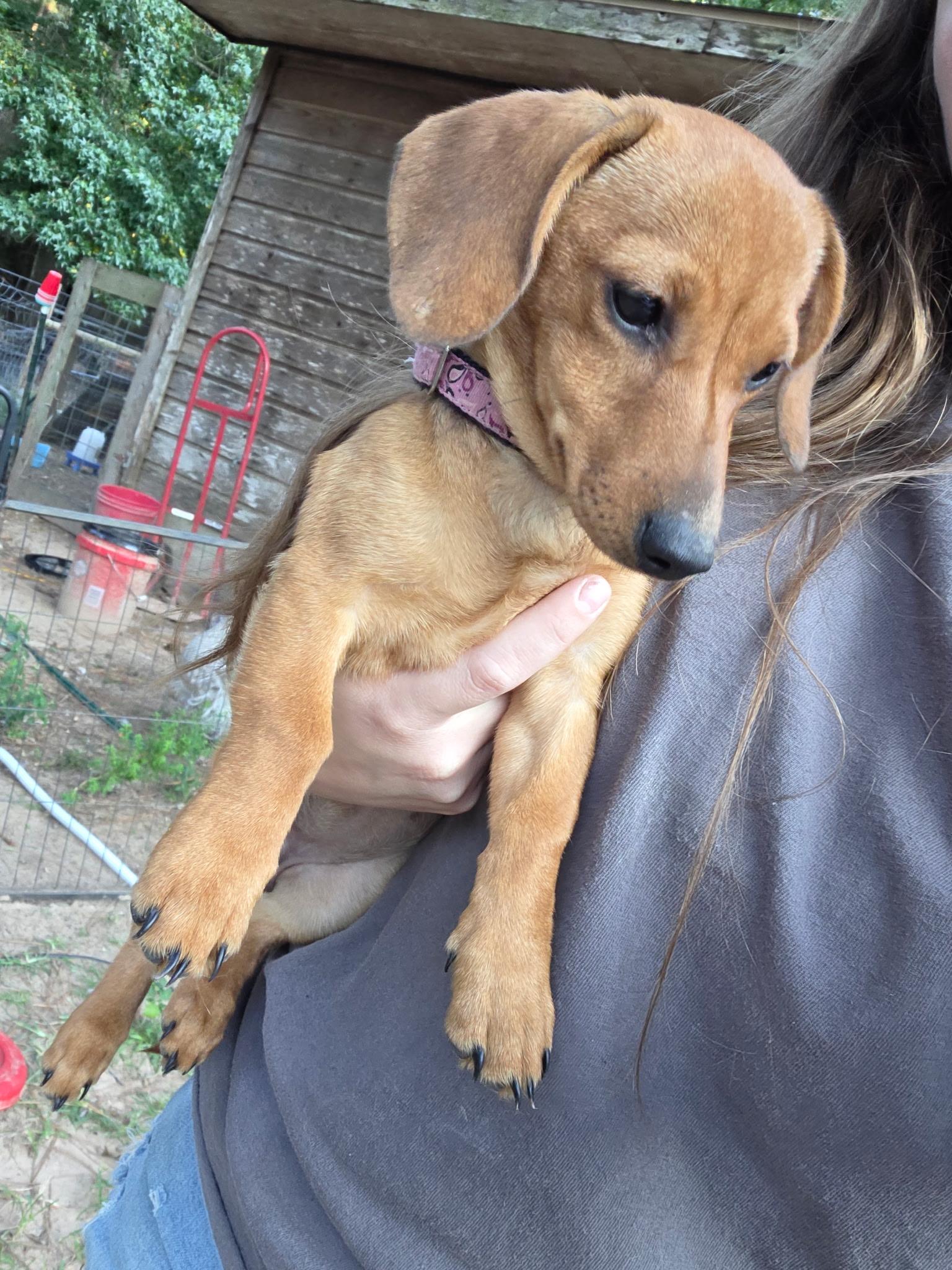 Enlarge Serenity, a Adopted Dachshund in Magnolia, TX image 1/1