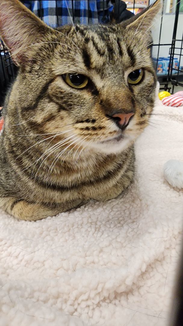 Enlarge Timone, a Adopted Tabby in Bowie, MD image 1/6