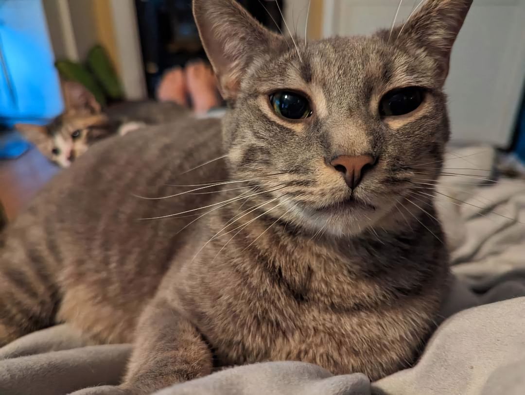 Enlarge Timone, a Adopted Tabby in Bowie, MD image 2/6