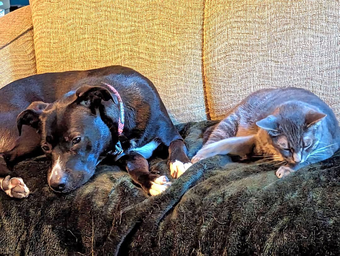 Enlarge Timone, a Adopted Tabby in Bowie, MD image 3/6