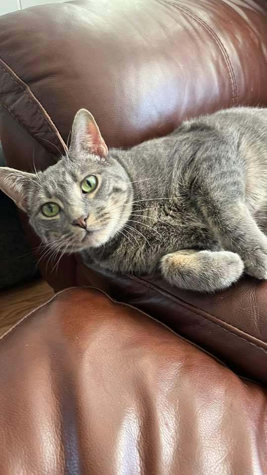 Enlarge Timone, a Adopted Tabby in Bowie, MD image 4/6