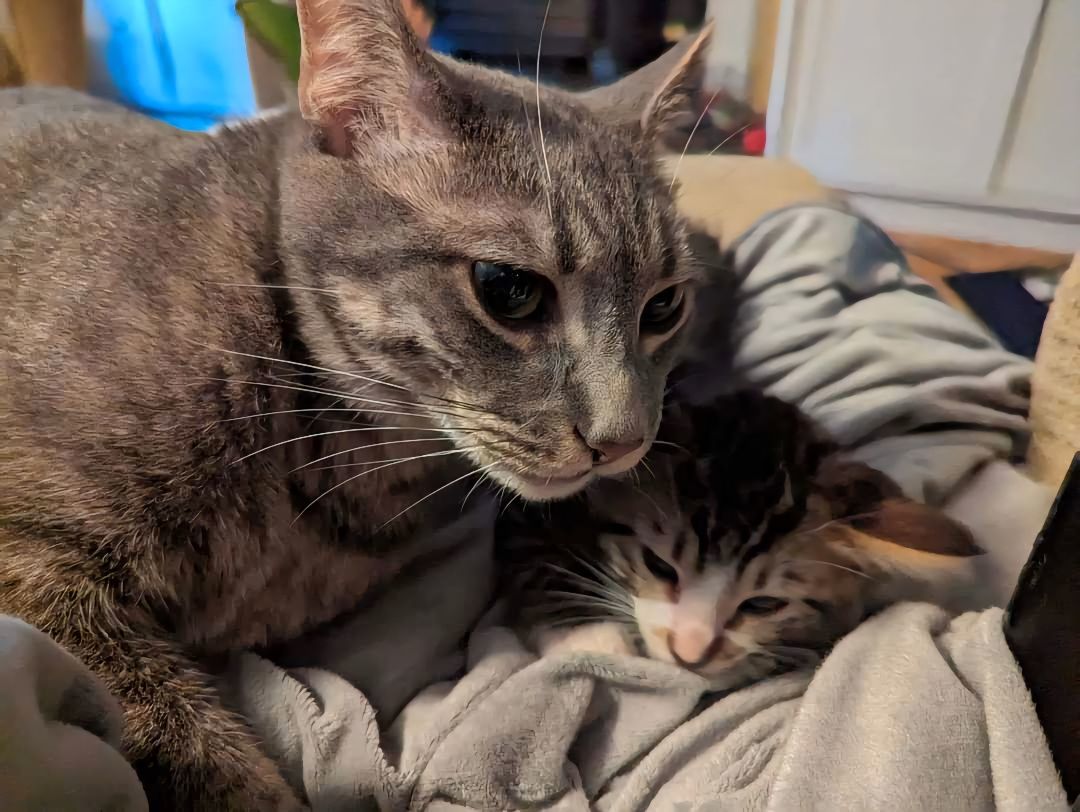 Enlarge Timone, a Adopted Tabby in Bowie, MD image 5/6