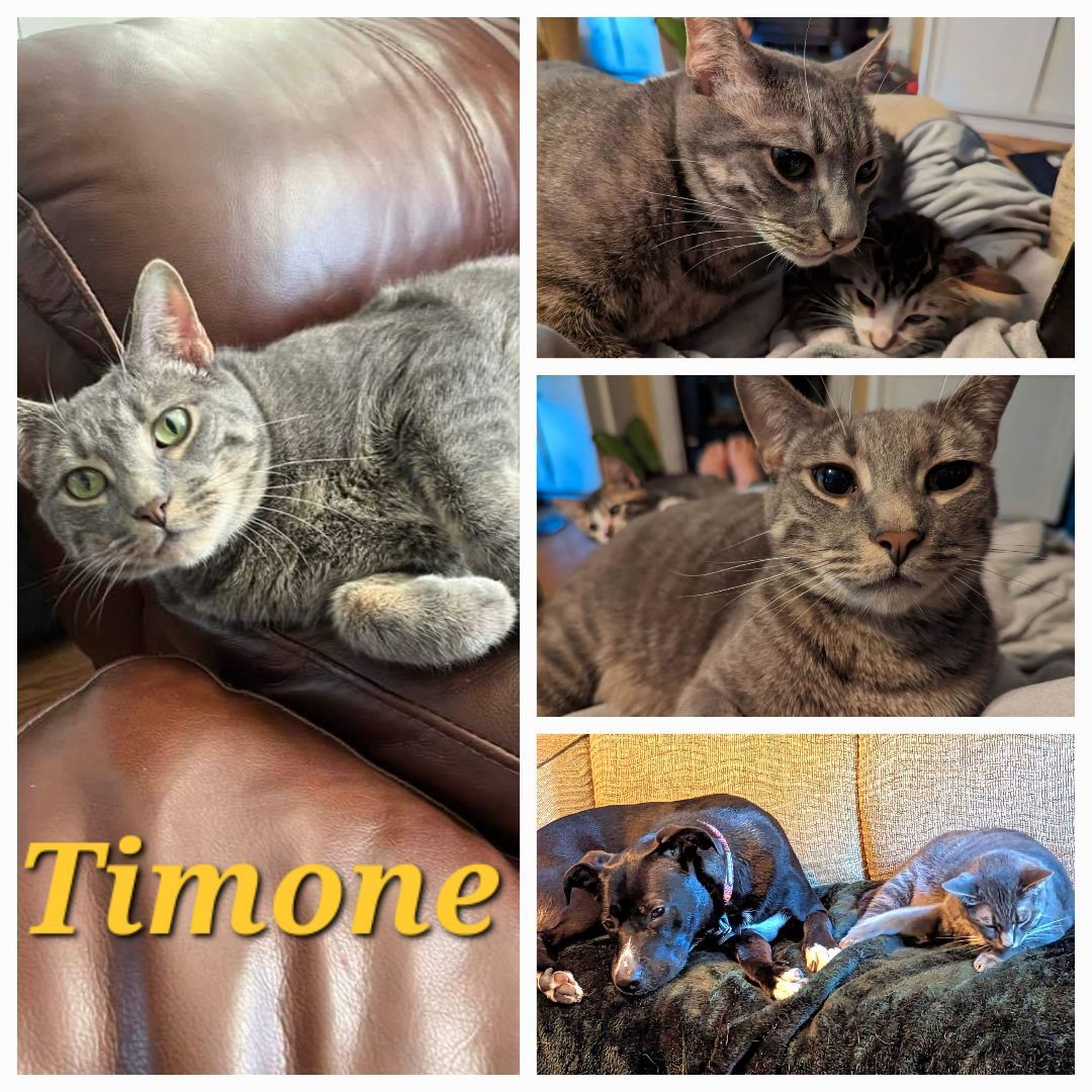 Enlarge Timone, a Adopted Tabby in Bowie, MD image 6/6
