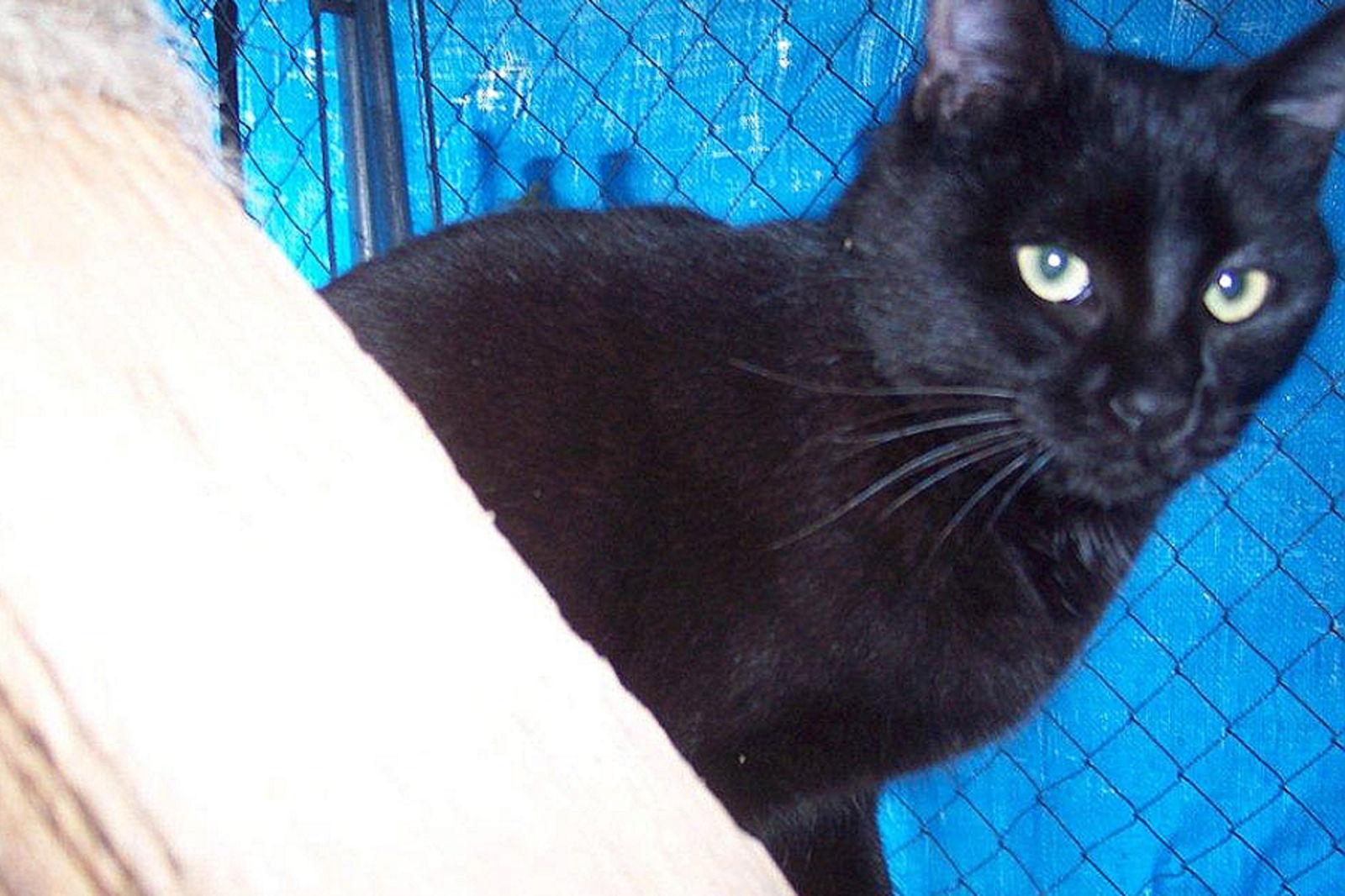 Pepsi, a Adoptable mixed breed in Redding, CA image 1/6