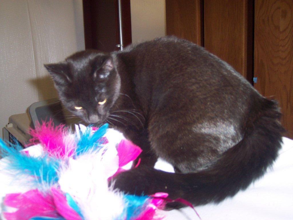 Pepsi, a Adoptable mixed breed in Redding, CA image 2/6