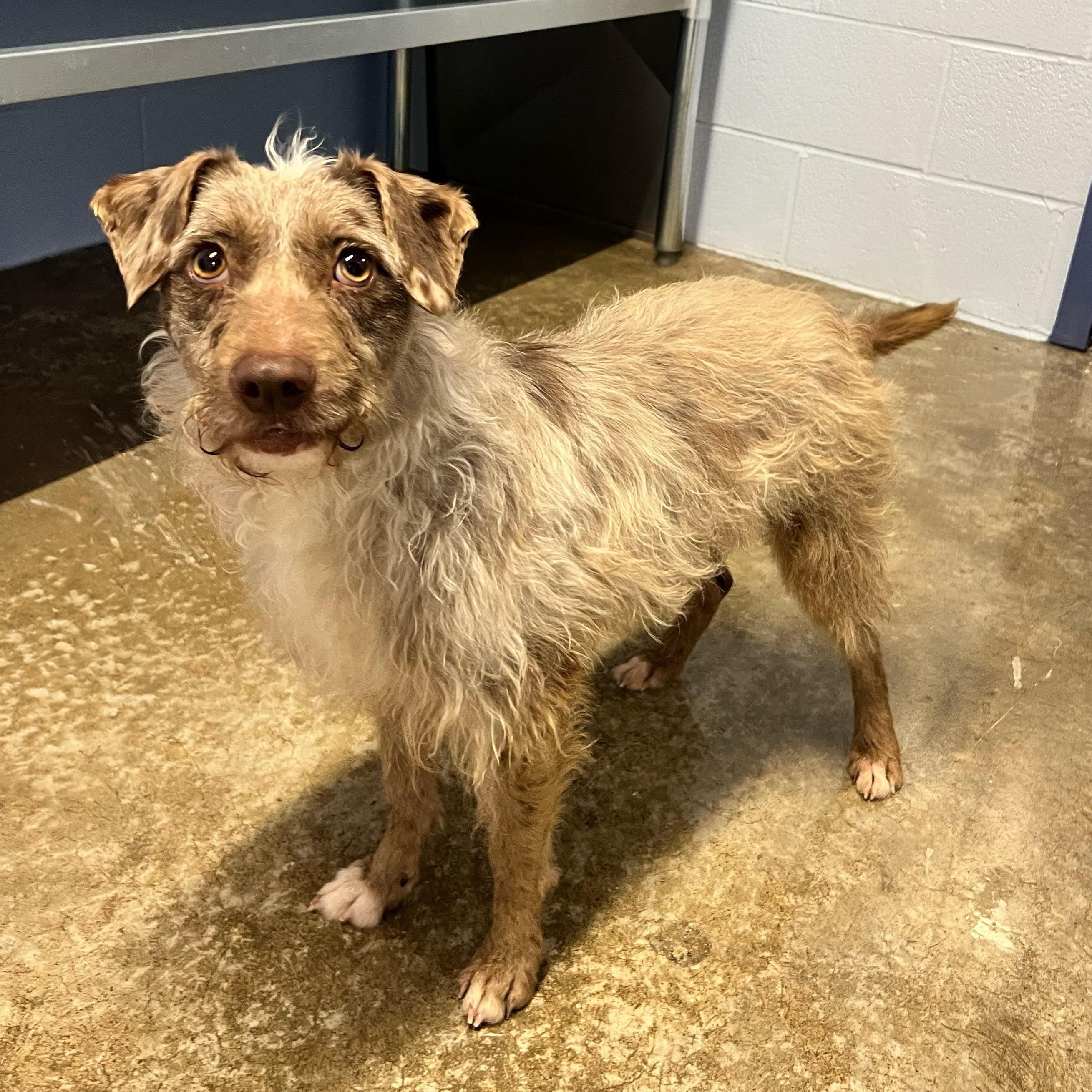 Enlarge Peanut Butter, an adopted mixed breed in Concord, NC image 5/6