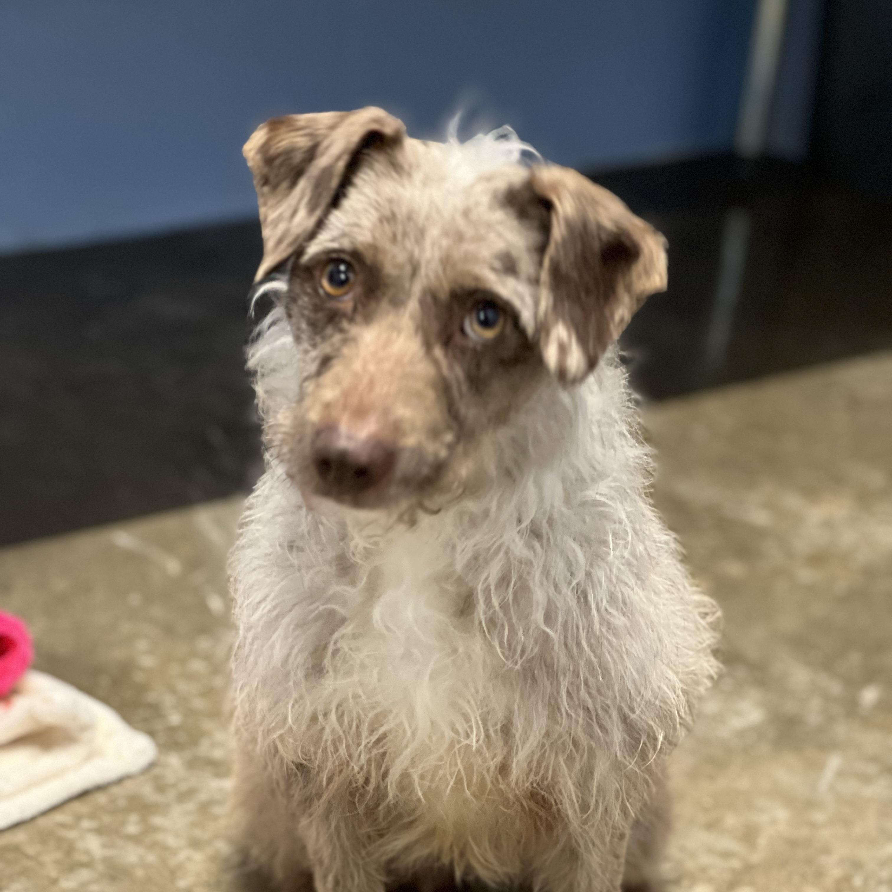 Enlarge Peanut Butter, an adopted mixed breed in Concord, NC image 4/6