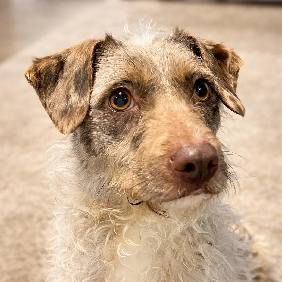 Peanut Butter, adopted, Young Female Aussiedoodle & Chihuahua.