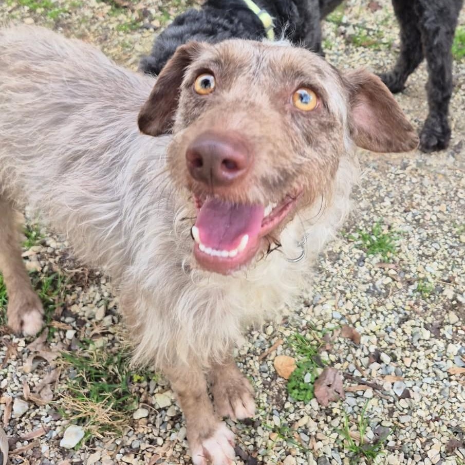 Enlarge Peanut Butter, an adopted mixed breed in Concord, NC image 6/6