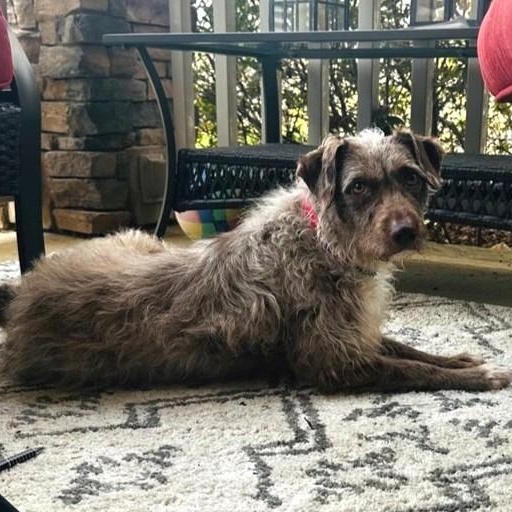 Enlarge Peanut Butter, an adopted mixed breed in Concord, NC image 3/6