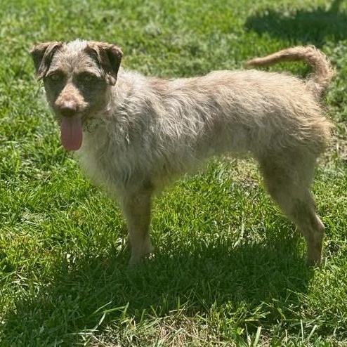 Enlarge Peanut Butter, an adopted mixed breed in Concord, NC image 2/6