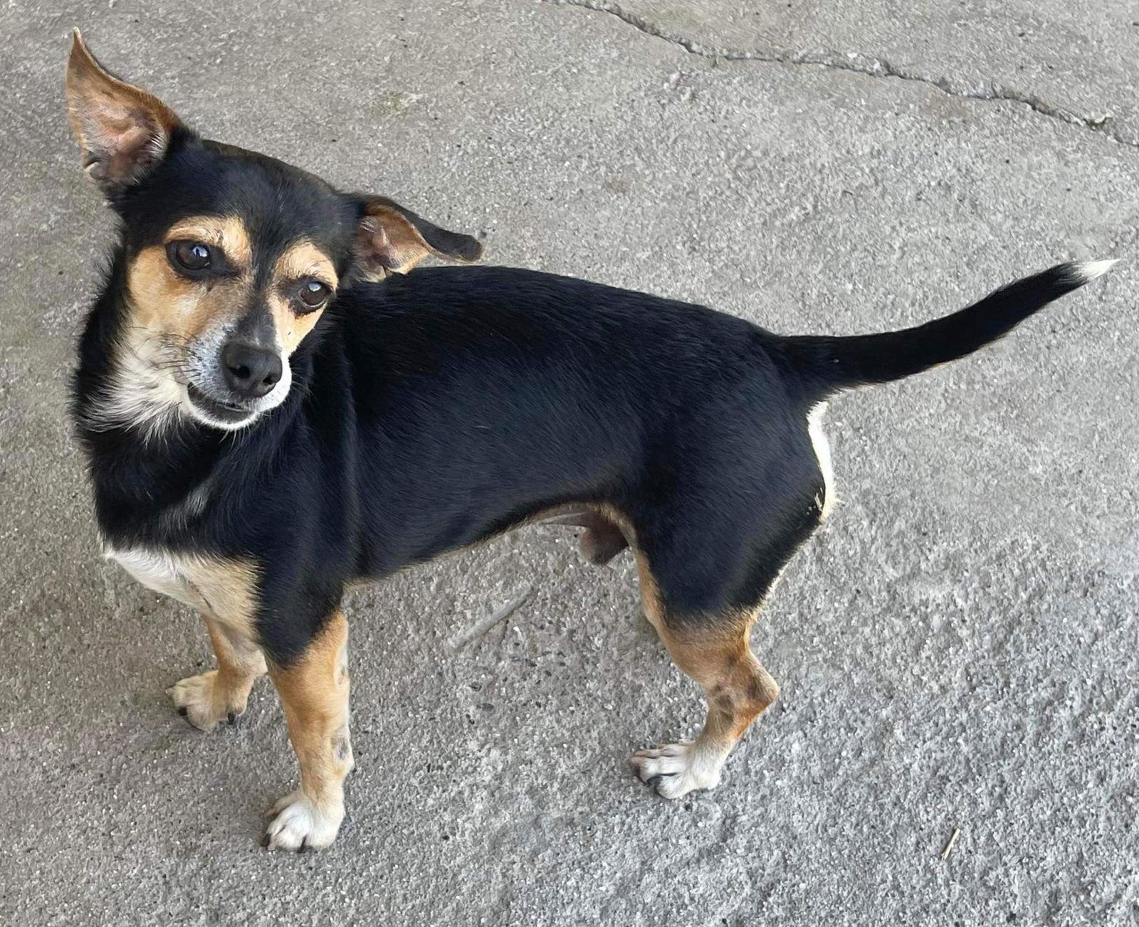 Bruce, a Adoptable Chihuahua in La Verne, CA image 1/3