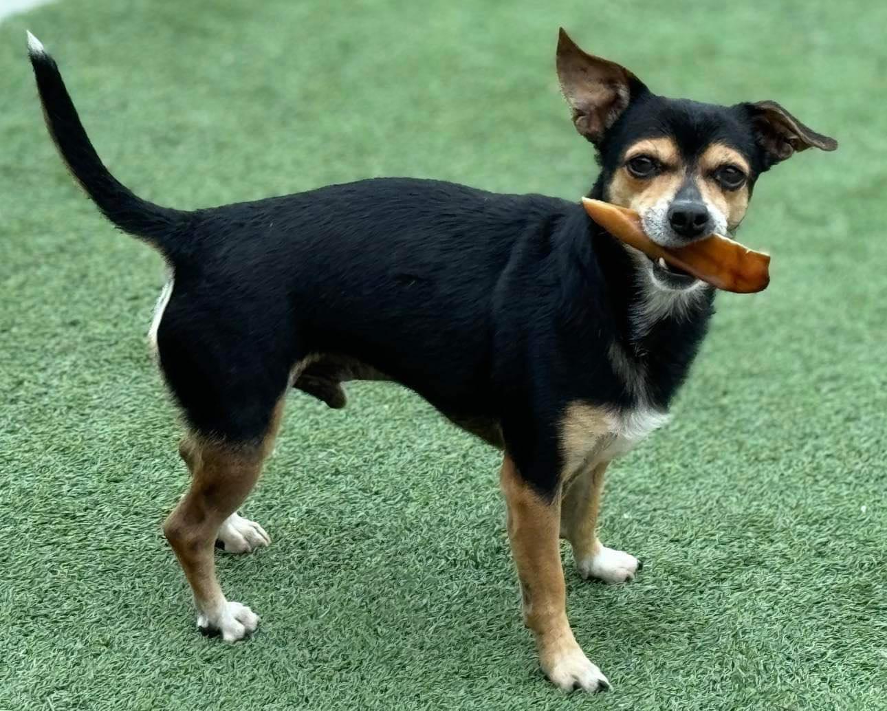 Bruce, Adoptable, Adult Male Chihuahua.