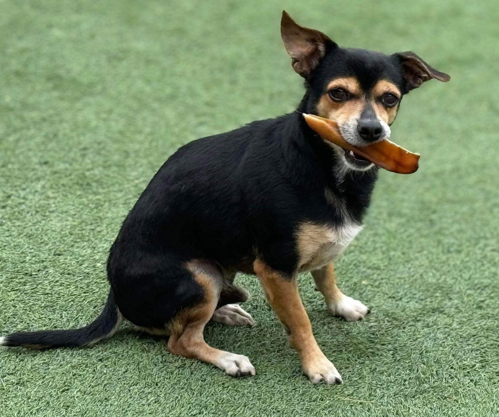 Bruce, a Adoptable Chihuahua in La Verne, CA image 3/3