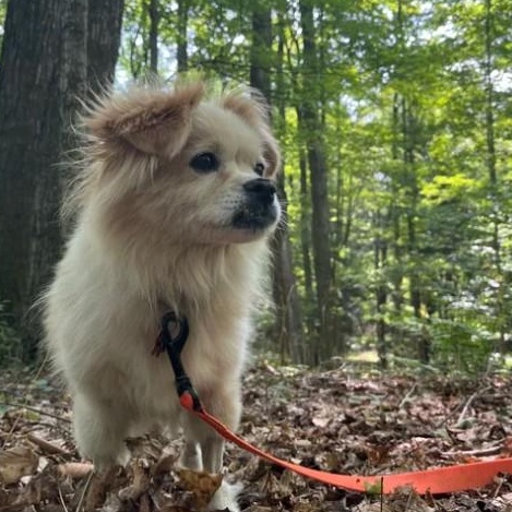 Enlarge Presley, a Adopted mixed breed in Marfa, TX image 5/6