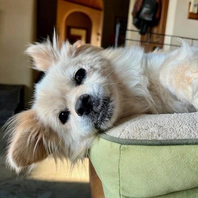 Presley, Adopted, Adult Female Pomeranian.