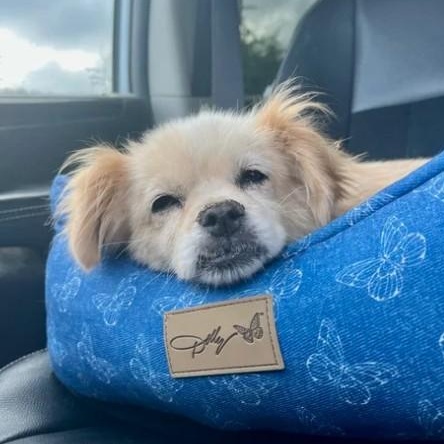 Enlarge Presley, a Adopted mixed breed in Marfa, TX image 6/6